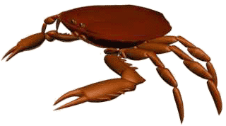 Crab