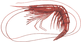 Giant Red Shrimp